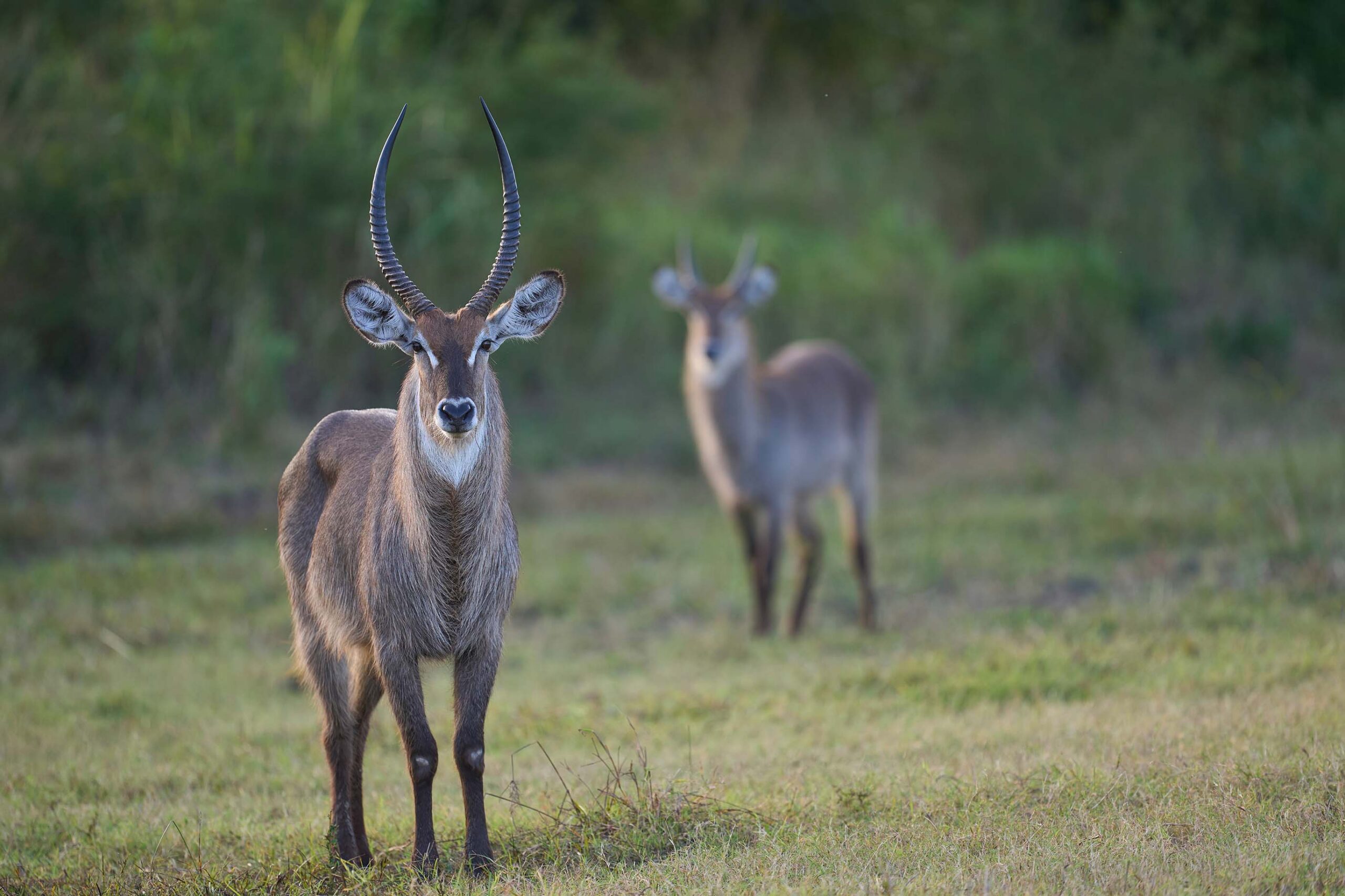 Waterbuck Hunts in Texas - Stone Creek Ranch