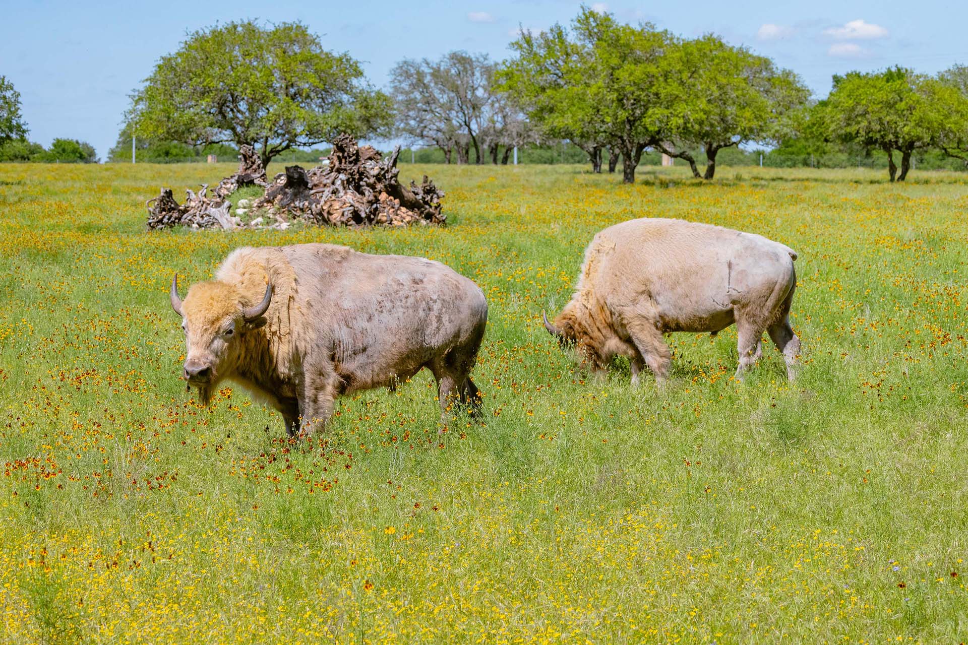 White Bison Hunts - Stone Creek Ranch