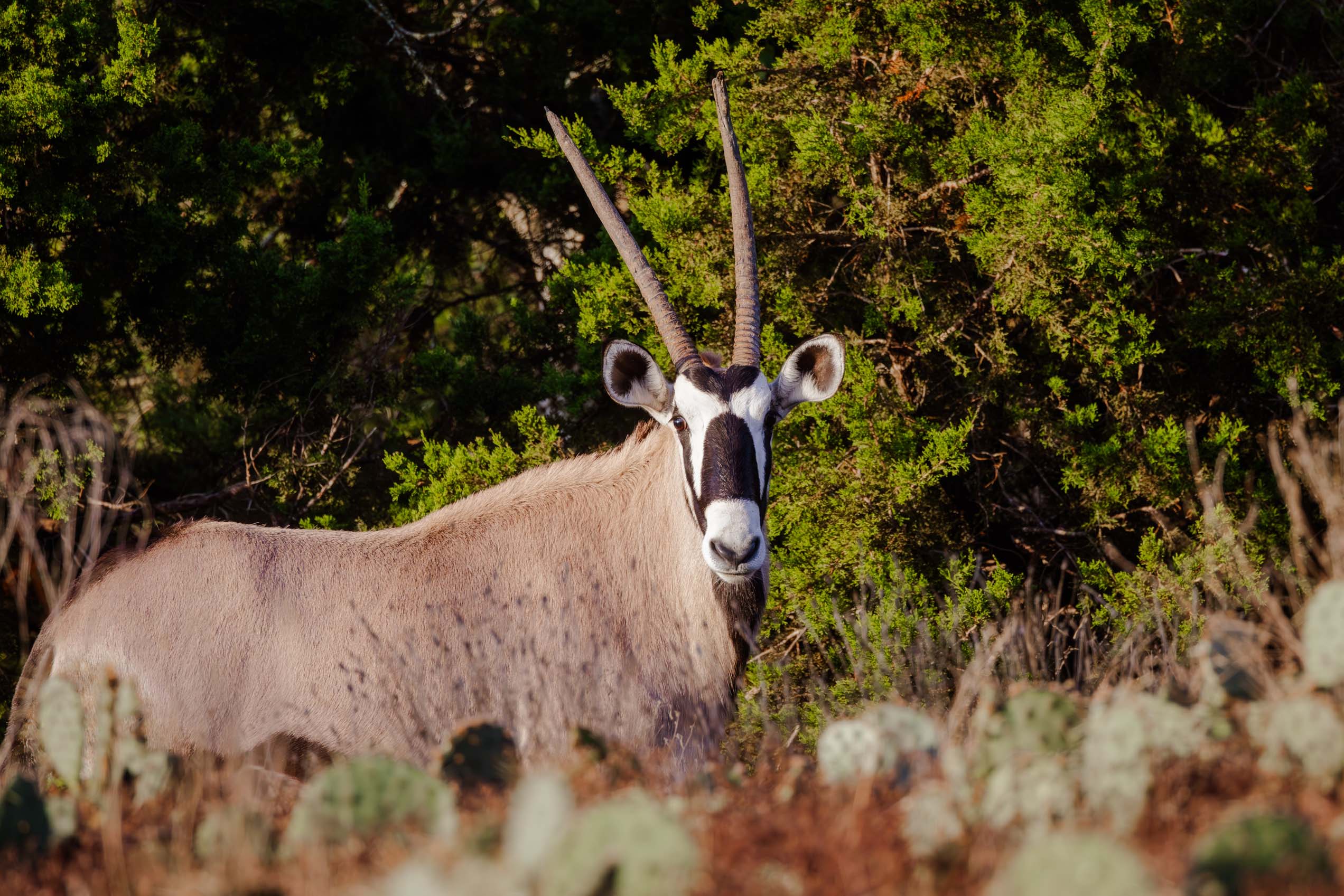 10 Things to Know About the Gemsbok _ Cen-Tex Marketing