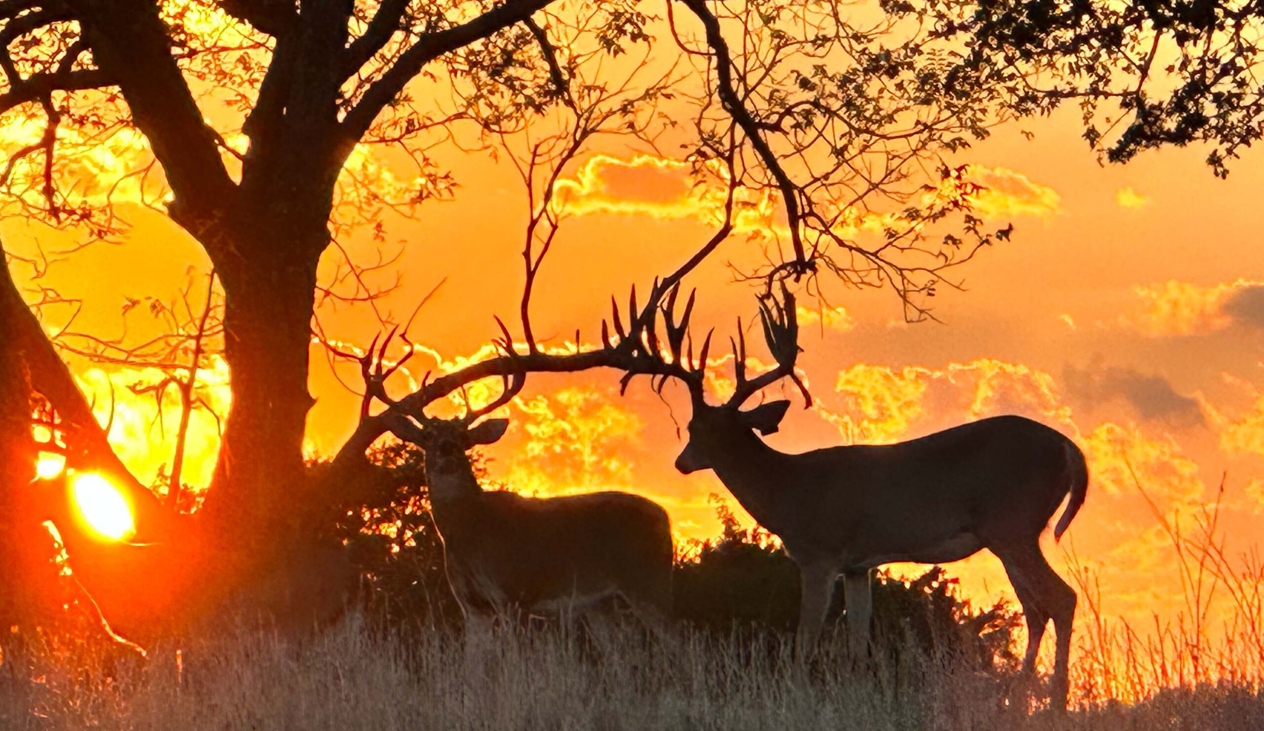 Early Season Whitetail Hunting Tactics for Central Texas _ Cen-Tex Marketing