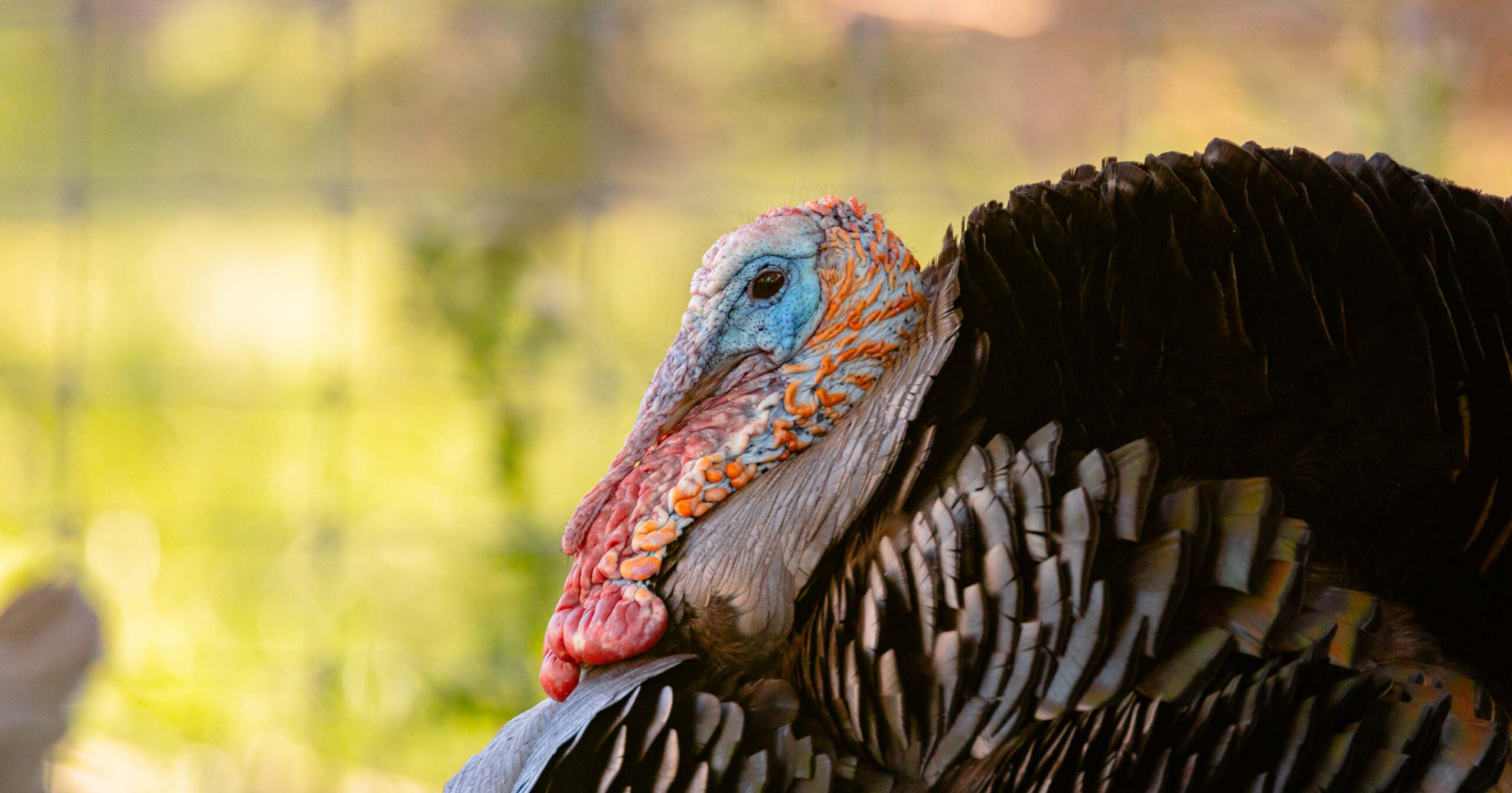 Exotic vs. Native Game in Texas What's the Difference? _ Cen-Tex Marketing