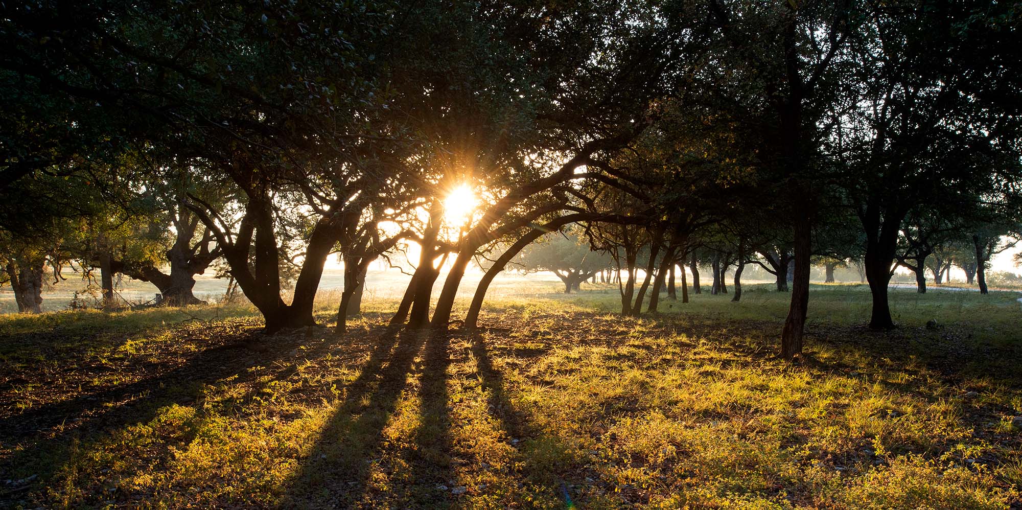 Fall Habitat Prep- How Stone Creek Ranch Gets the Land Ready for Hunting Season _ Cen-Tex Marketing