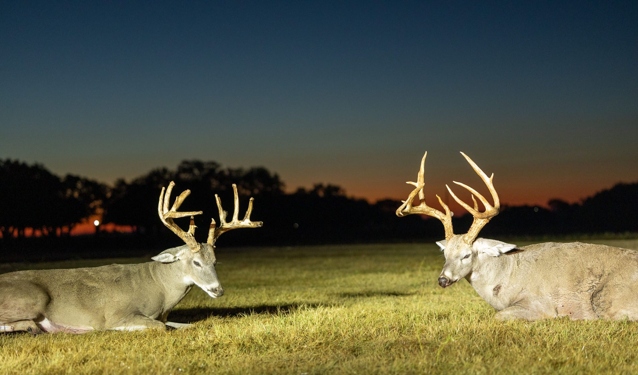 Horns vs. Antlers- How to Tell Them Apart _ Cen-Tex Marketing