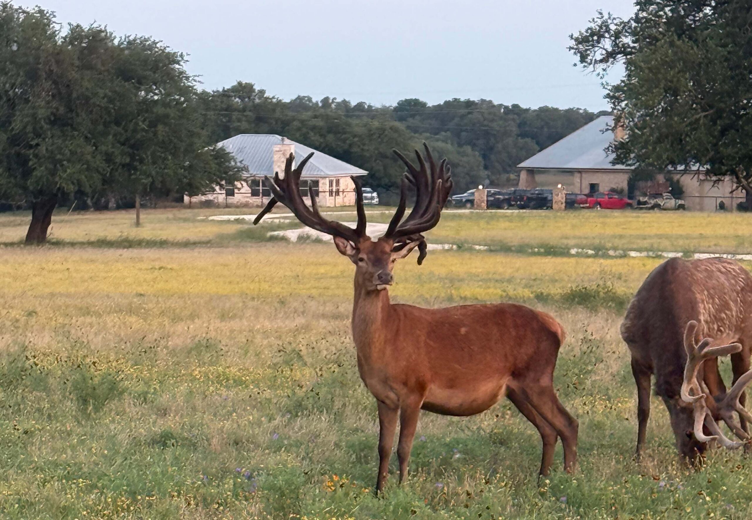 Shot Placement on Red Stag- A Hunter's Diagram Guide _ Cen-Tex Marketing