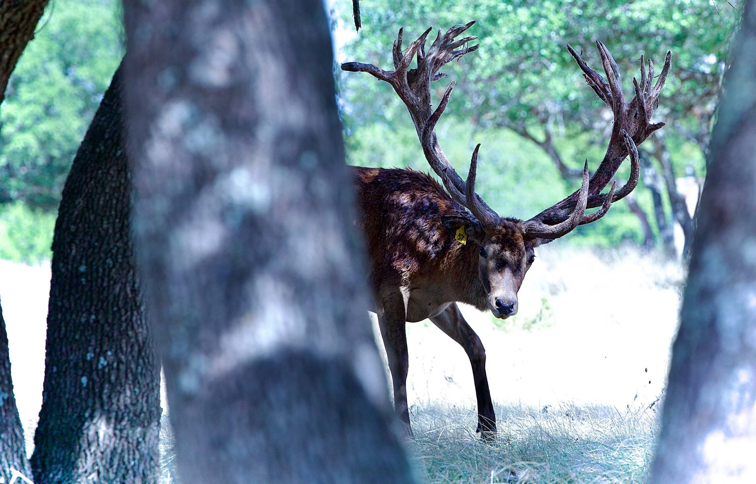 What Do Red Stag Eat? Diet, Range & Behavior _ Cen-Tex Marketing