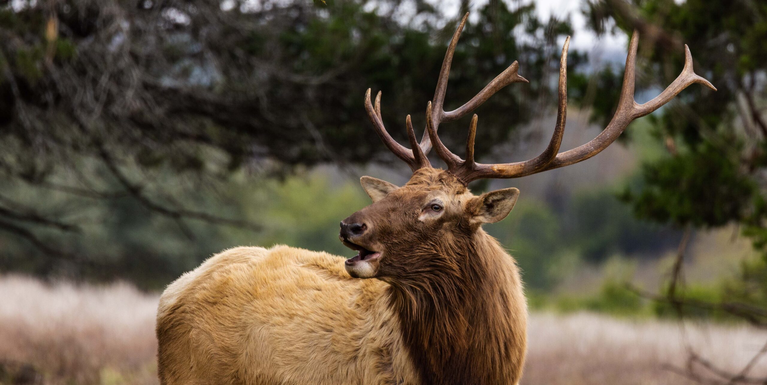 Elk Rut Hunting in Texas- Strategies for Calling and Locating Bulls _ Cen-Tex Marketing