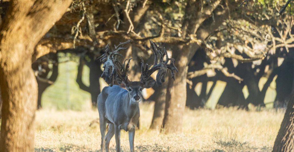 The Whitetail Rut in Central Texas- A Week-by-Week Breakdown _ Cen-Tex Marketing